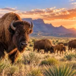 After Nearly 200 Years Bison Return to Northern Mexico and Begin Restoring a Lost Ecosystem