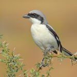 From Degraded Slope to Biodiversity Haven: 30 Year Himalayan Restoration Brings Back More Than 160 Bird Species