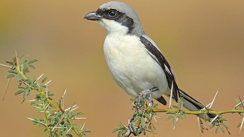 From Degraded Slope to Biodiversity Haven: 30 Year Himalayan Restoration Brings Back More Than 160 Bird Species