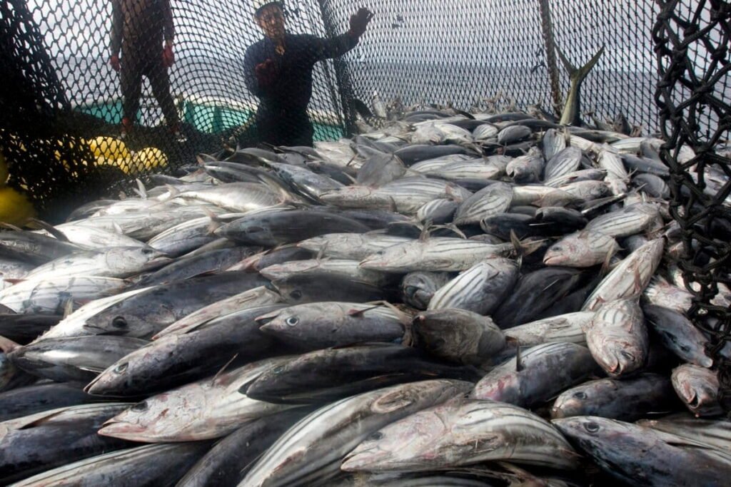 Pacific Bluefin Tuna Gets New Protection as Countries Agree on Long Term Harvest Strategy