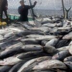 Pacific Bluefin Tuna Gets New Protection as Countries Agree on Long Term Harvest Strategy