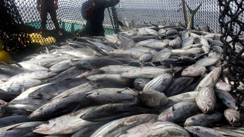 Pacific Bluefin Tuna Gets New Protection as Countries Agree on Long Term Harvest Strategy