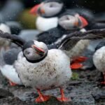 Almost Half of Migratory Bird Species in Decline State of the World Birds Report Warns