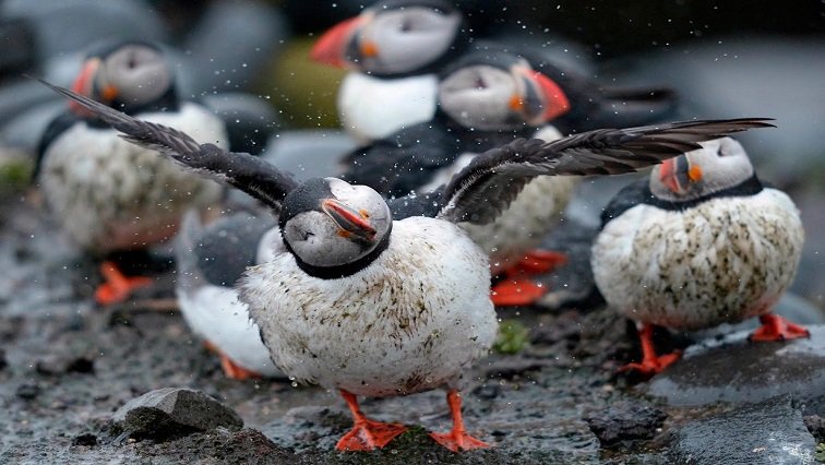 Almost Half of Migratory Bird Species in Decline State of the World Birds Report Warns