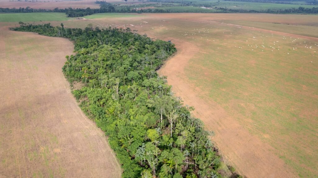Protecting Existing Amazon Forests May Deliver Greater Benefits Than Planting New Trees
