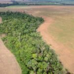Protecting Existing Amazon Forests May Deliver Greater Benefits Than Planting New Trees