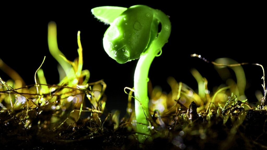 Light Rain May Release More Soil Bacteria into the Air Than Heavy Rain Study Finds
