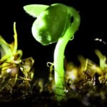 Light Rain May Release More Soil Bacteria into the Air Than Heavy Rain Study Finds