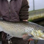 Maine Removes 60 Year Old Dam to Reopen River Route for Endangered Atlantic Salmon