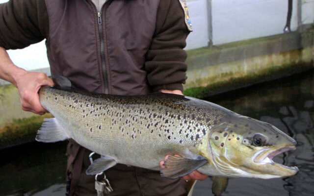 Maine Removes 60 Year Old Dam to Reopen River Route for Endangered Atlantic Salmon