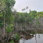 Environment & Science News Roundup: Glaciers Shrink, Mangroves Recover and Recycling Reshapes Sustainability