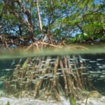 Restored Mangroves in Guyana Support Fish Communities Similar to Natural Forests Within 5 to 11 years