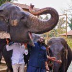 27 Global Wildlife Groups Urge Vantara to Permanently Halt Animal Imports