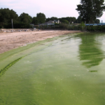 Lake 227 Experiment Shows Why Cutting Nitrogen Alone May Not Stop Algal Blooms