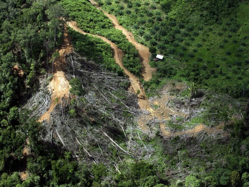 Drought Can Turn Forests From Carbon Sinks into Carbon Sources