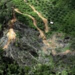 Drought Can Turn Forests From Carbon Sinks into Carbon Sources