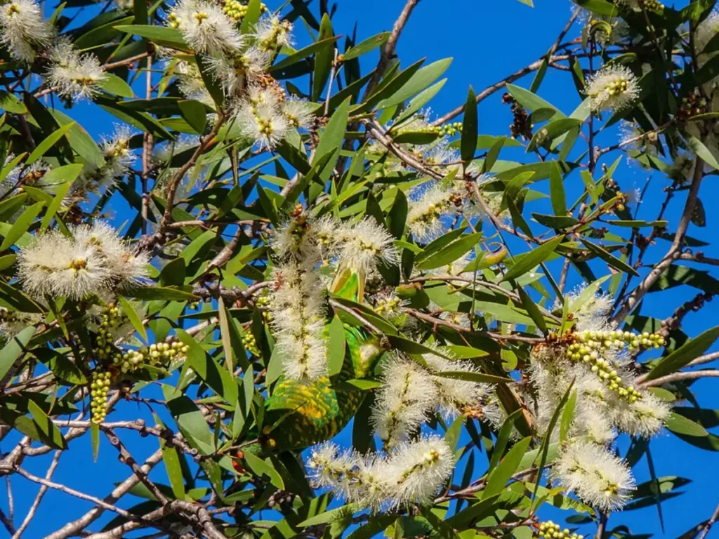 Florida’s Everglades Transformed by Australian Trees Planted to Drain Wetlands
