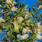 Florida’s Everglades Transformed by Australian Trees Planted to Drain Wetlands