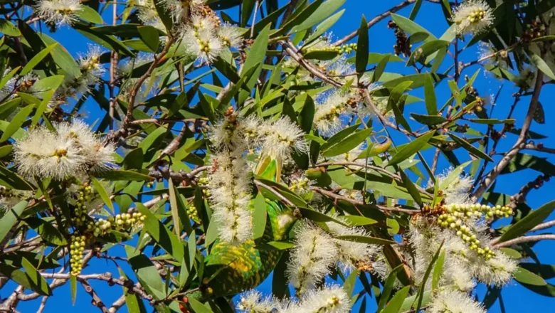 Florida’s Everglades Transformed by Australian Trees Planted to Drain Wetlands