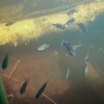 Submerged Trees Changed Bass Diet and Habitat in Wisconsin Lake Experiment