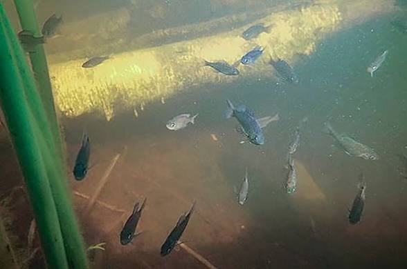 Submerged Trees Changed Bass Diet and Habitat in Wisconsin Lake Experiment
