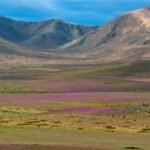 Atacama Desert Bursts into Blooms after Record Rainfall Transforming Chile’s Driest Landscape