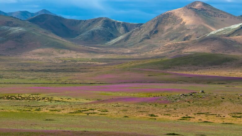 Atacama Desert Bursts into Blooms after Record Rainfall Transforming Chile’s Driest Landscape