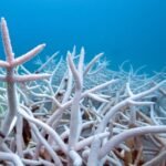 World’s Oceans Absorb Record Heat Equal to Nearly 40 Times Annual Global Energy Use