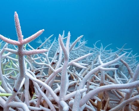World’s Oceans Absorb Record Heat Equal to Nearly 40 Times Annual Global Energy Use