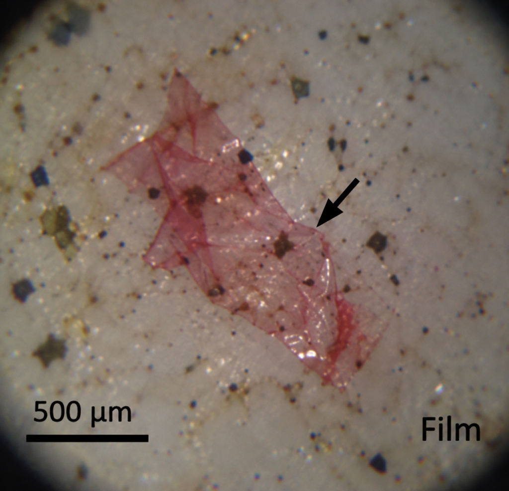 Microplastics Detected in Freshwater Fish Sold in Pune, Study Finds
