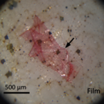 Microplastics Detected in Freshwater Fish Sold in Pune, Study Finds