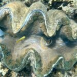Giant Clam Shell Reveals Great Barrier Reef’s Climate 200 Years Ago