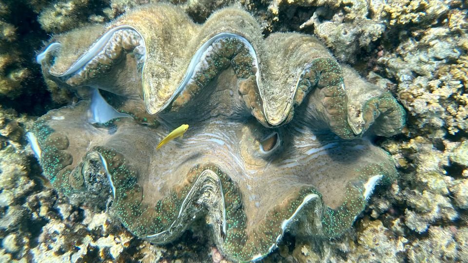 Giant Clam Shell Reveals Great Barrier Reef’s Climate 200 Years Ago