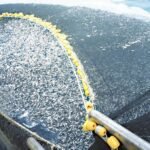 China Reports Second Carp Linked Haff Disease Cluster as Five People Develop Muscle Damage