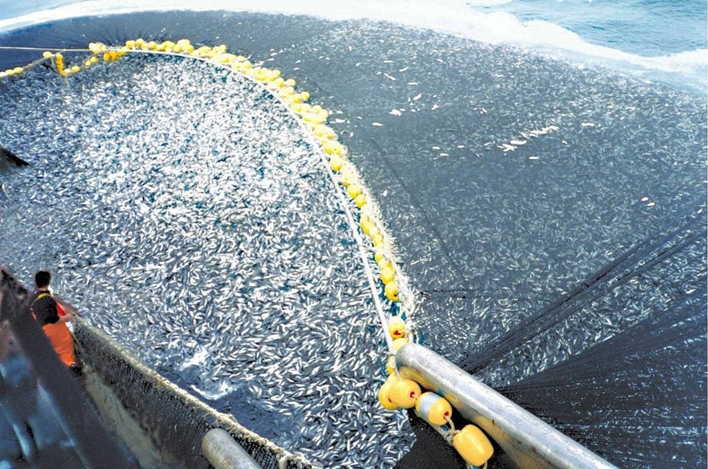 China Reports Second Carp Linked Haff Disease Cluster as Five People Develop Muscle Damage