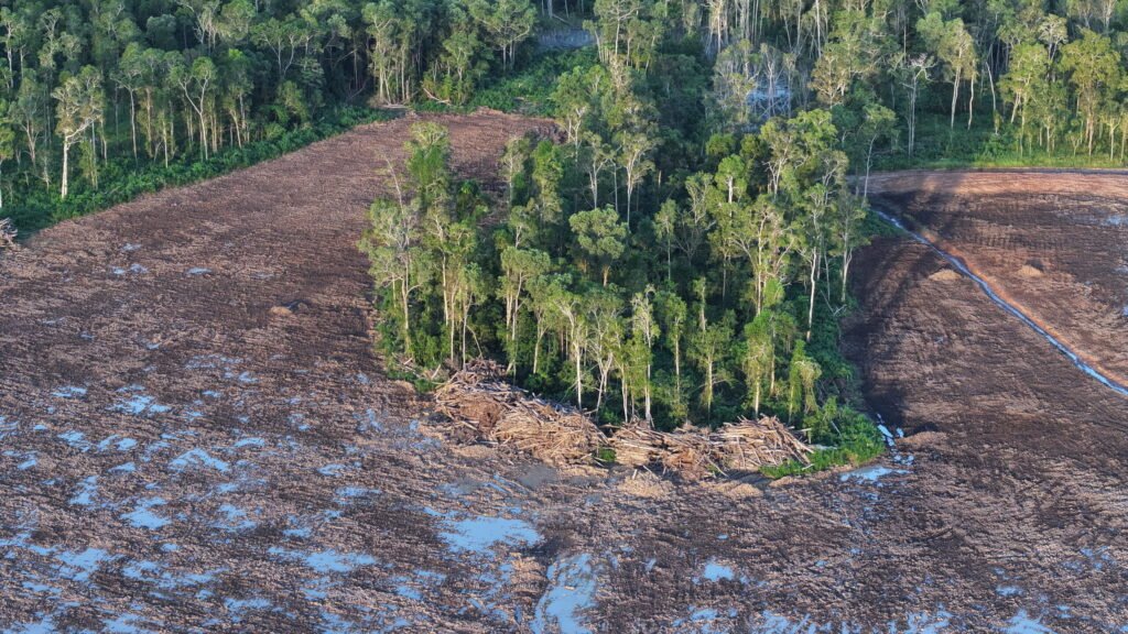 Indonesia Says Forests Are No Longer Needed for Rice Production but Existing Projects Face Uncertainty