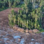 Indonesia Says Forests Are No Longer Needed for Rice Production but Existing Projects Face Uncertainty