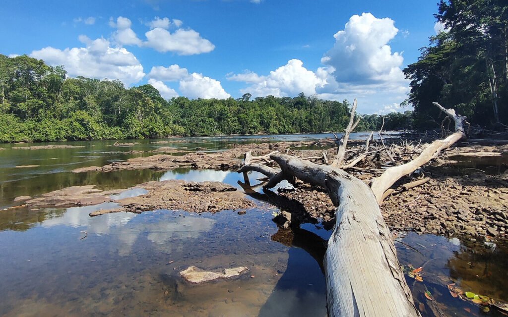 Extreme Drought and Heat During 2023–2024 El Niño May Become the New Normal for Tropical Forests, Study Warns