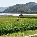 Japanese Farmers Rely on Short Term Measures to Cope with Climate Change Study Finds