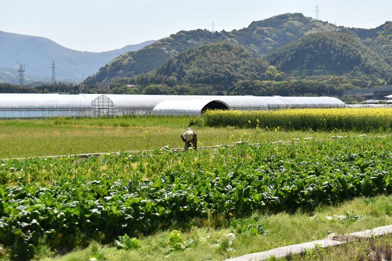 Japanese Farmers Rely on Short Term Measures to Cope with Climate Change Study Finds