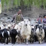 Climate Change Disrupts Himalayan Pastoralism Putting Shepherds and Livestock at Risk
