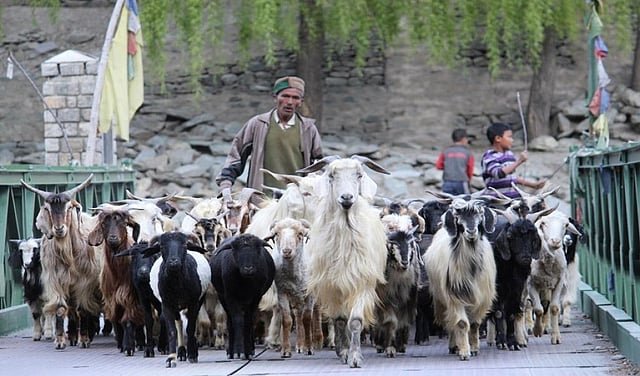 Climate Change Disrupts Himalayan Pastoralism Putting Shepherds and Livestock at Risk