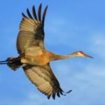 Iowa Couple Restore 300 Acre Landscape Reviving Rare Wetlands and Attracting Sandhill Cranes