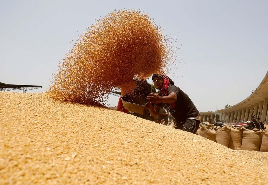 Rising CO₂ Levels Could Change Wheat Protein Quality and Baking Properties Study Finds