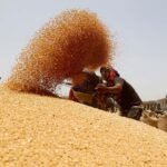 Rising CO₂ Levels Could Change Wheat Protein Quality and Baking Properties Study Finds