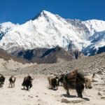 Himalayan Yak Herders from Bhutan, India and Nepal Unite to Tackle Climate and Pasture Crisis