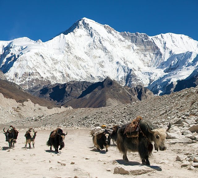 Himalayan Yak Herders from Bhutan, India and Nepal Unite to Tackle Climate and Pasture Crisis