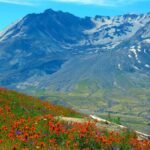 How Mount St. Helens’ Forest Recovered After the Devastating 1980 Eruption