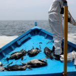 Nations Agree on High Risk Areas for Seabirds but Delay New Protections Against Fishing Related Deaths