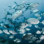 Pemba Island Establishes Two Marine Protected Areas to Restore Fish Stocks and Protect Biodiversity